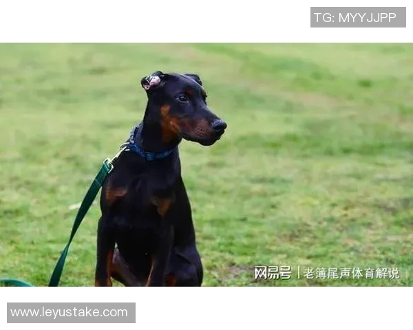 伊萨克花费三万镑购杜宾犬护卫自遭死亡威胁后安全措施升级 伊萨克花费三万镑购杜宾犬护卫自遭死亡威胁后安全措施升级